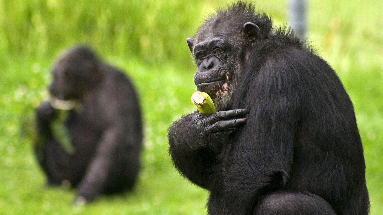 Обои трава, обезьяна, банан, шимпанзе, grass, monkey, banana, chimpanzees разрешение 1920x1080 Загрузить