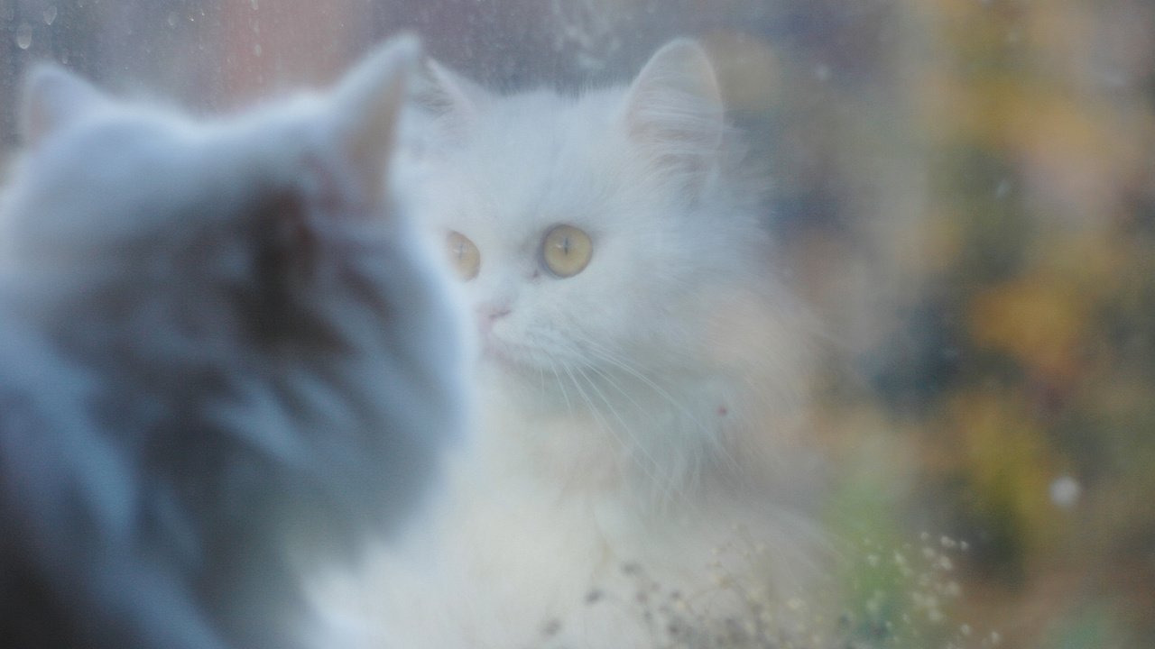 Обои отражение, кошка, белая, reflection, cat, white разрешение 2048x1365 Загрузить