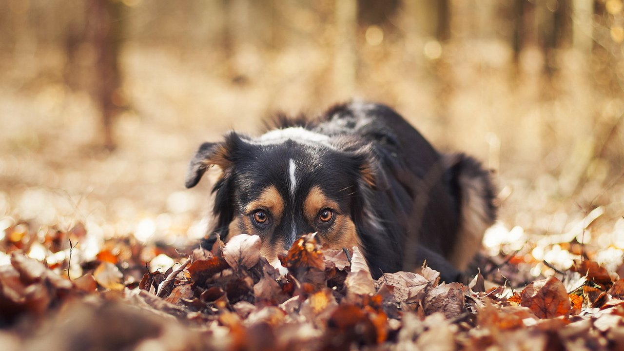 Обои природа, листья, взгляд, осень, собака, nature, leaves, look, autumn, dog разрешение 1920x1200 Загрузить