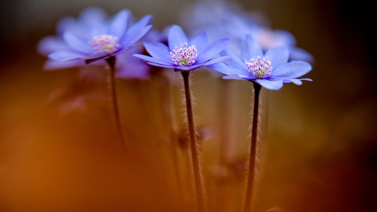 Обои цветы, макро, весна, синие, анемоны, anemone hepatica, печеночники, flowers, macro, spring, blue, anemones, the liverworts разрешение 1920x1200 Загрузить