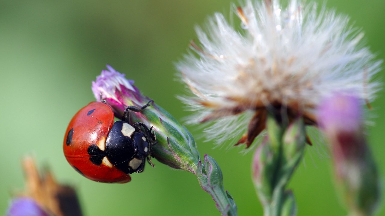 Обои жук, макро, насекомое, цветок, божья коровка, ziva & amir, beetle, macro, insect, flower, ladybug разрешение 3786x2397 Загрузить