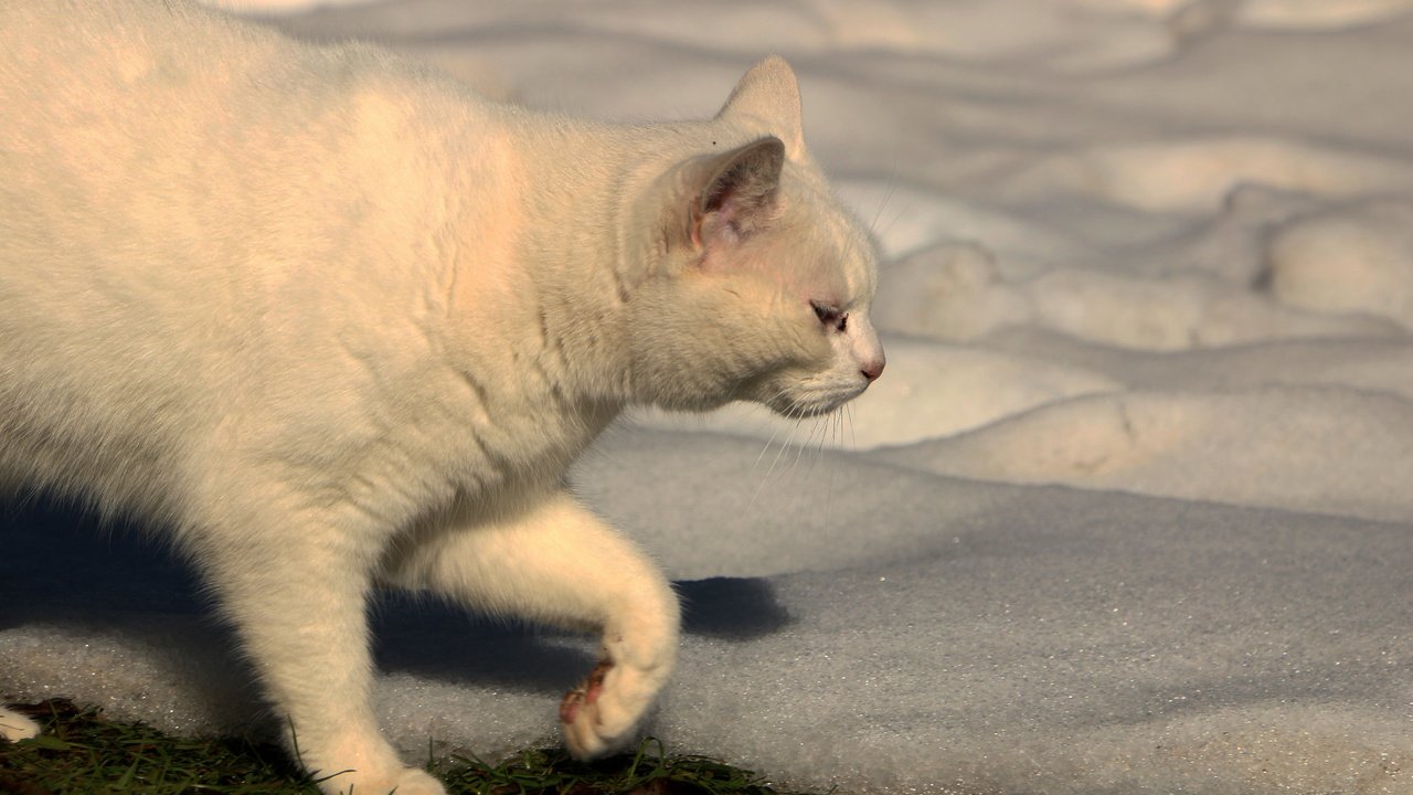 Обои снег, кот, кошка, белый, ошка, snow, cat, white, oshka разрешение 2048x1265 Загрузить