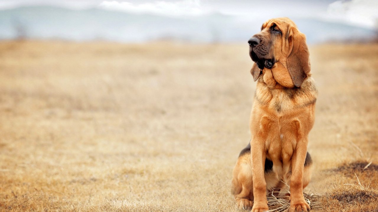 Обои природа, собака, бассет, бладхаунд, nature, dog, bassett, the bloodhound разрешение 3840x2400 Загрузить