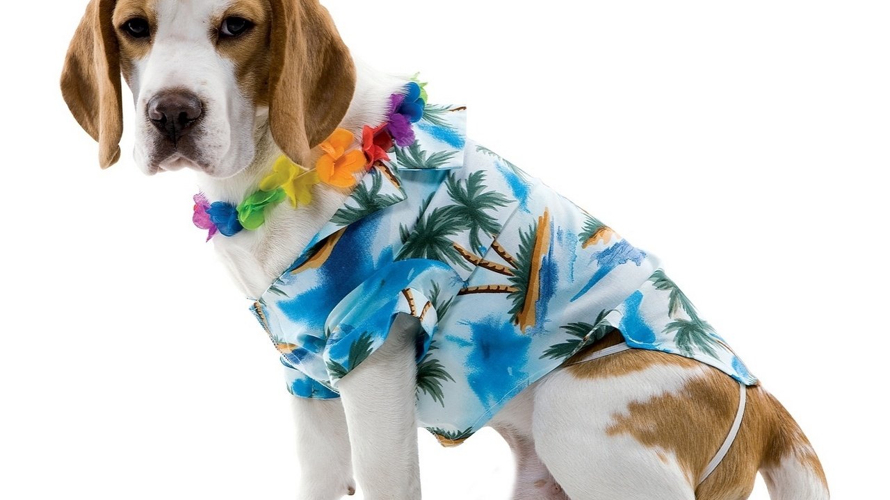 Обои мордочка, взгляд, собака, бигль, гавайская рубашка, пижон, muzzle, look, dog, beagle, hawaiian shirt, dude разрешение 1920x1546 Загрузить