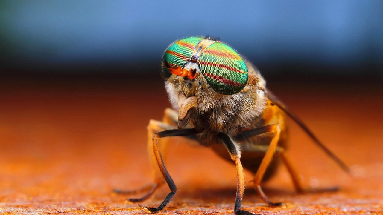 Обои глаза, макро, насекомое, лапки, муха, eyes, macro, insect, legs, fly разрешение 2048x1152 Загрузить