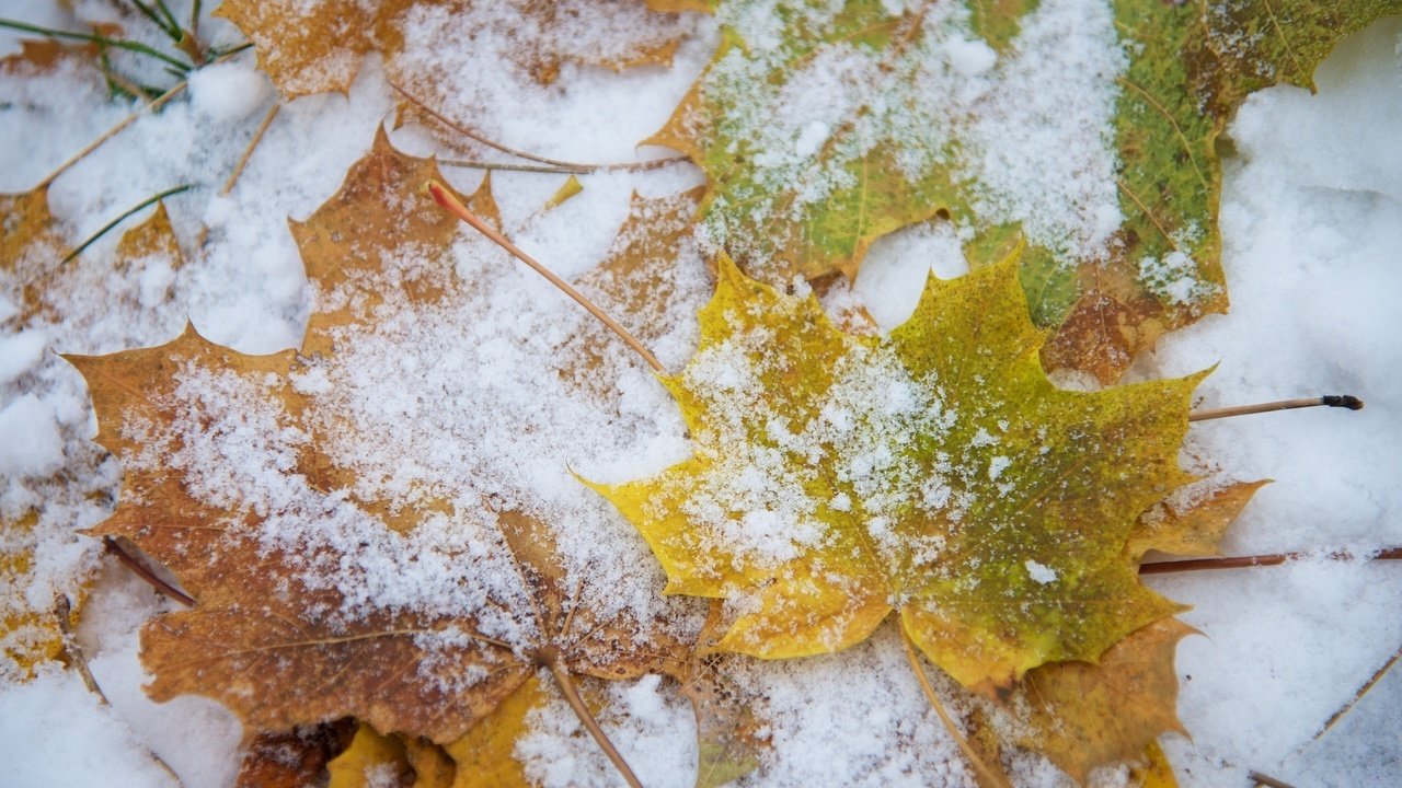 Обои снег, листья, макро, snow, leaves, macro разрешение 2048x1368 Загрузить