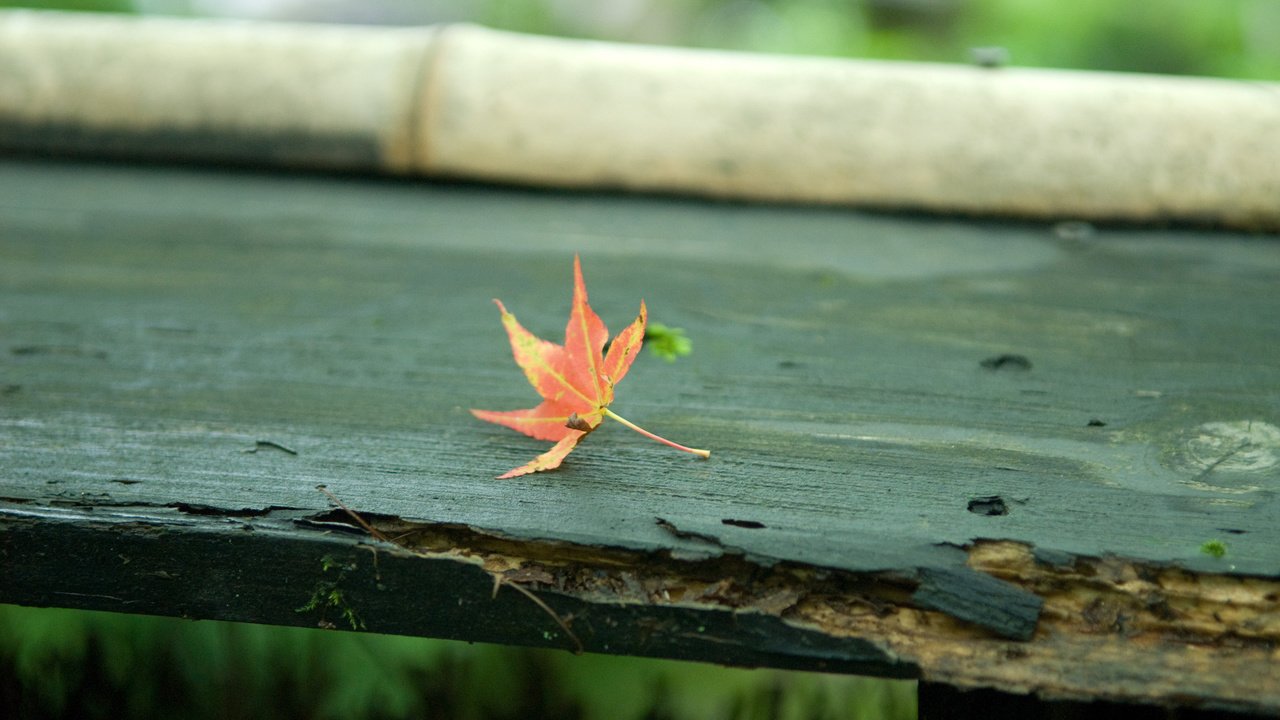 Обои осень, лист, скамейка, кленовый лист, autumn, sheet, bench, maple leaf разрешение 2560x1600 Загрузить