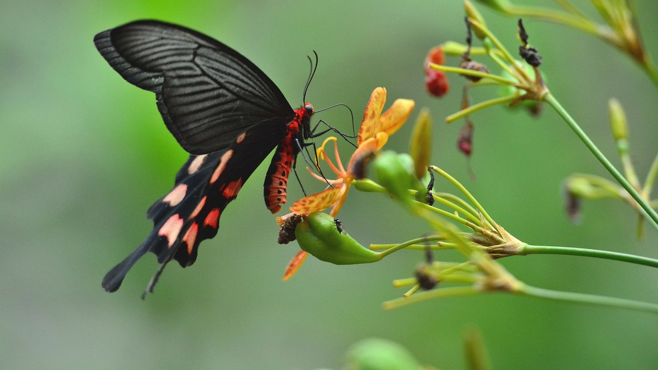 Обои цветы, насекомое, бабочка, крылья, растение, flowers, insect, butterfly, wings, plant разрешение 2048x1363 Загрузить