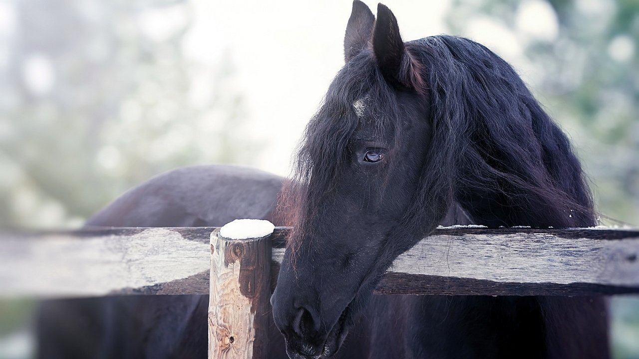 Обои лошадь, природа, забор, конь, horse, nature, the fence разрешение 1920x1200 Загрузить