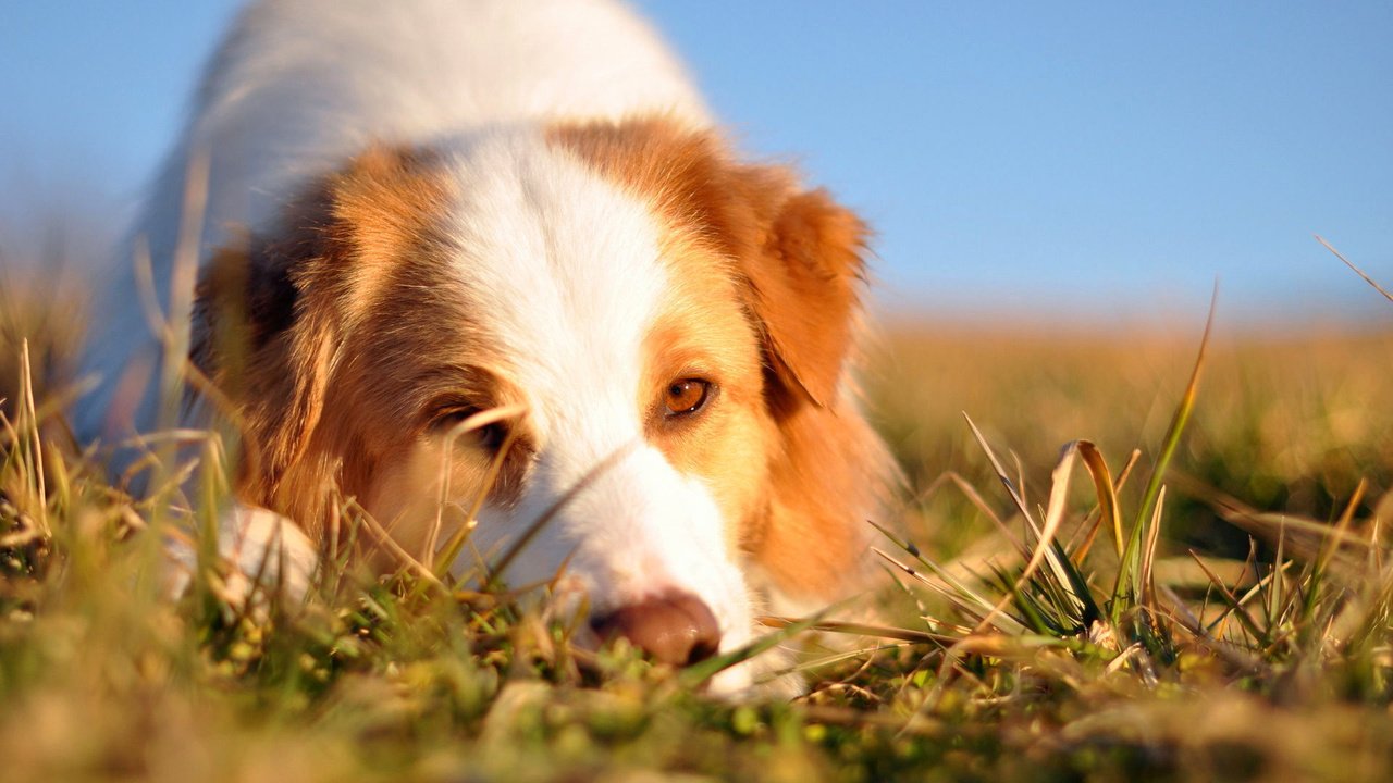 Обои трава, мордочка, взгляд, собака, австралийская овчарка, grass, muzzle, look, dog, australian shepherd разрешение 1920x1200 Загрузить