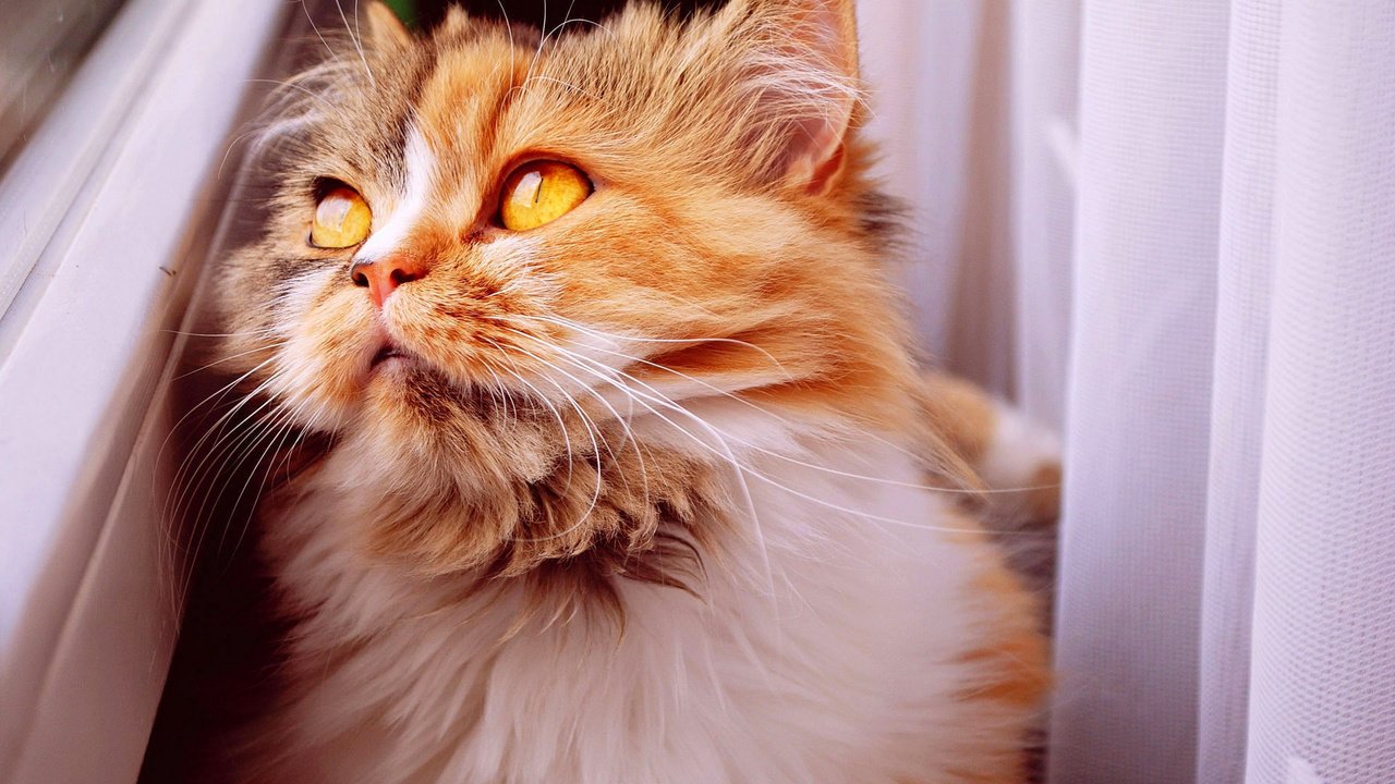 Обои кот, мордочка, усы, кошка, взгляд, пушистый, рыжий, cat, muzzle, mustache, look, fluffy, red разрешение 1920x1080 Загрузить