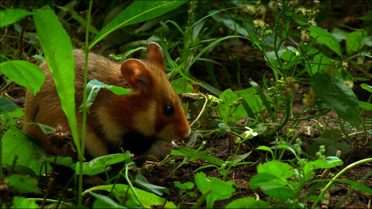 Обои животные, хомяк, animals, hamster разрешение 1920x1080 Загрузить