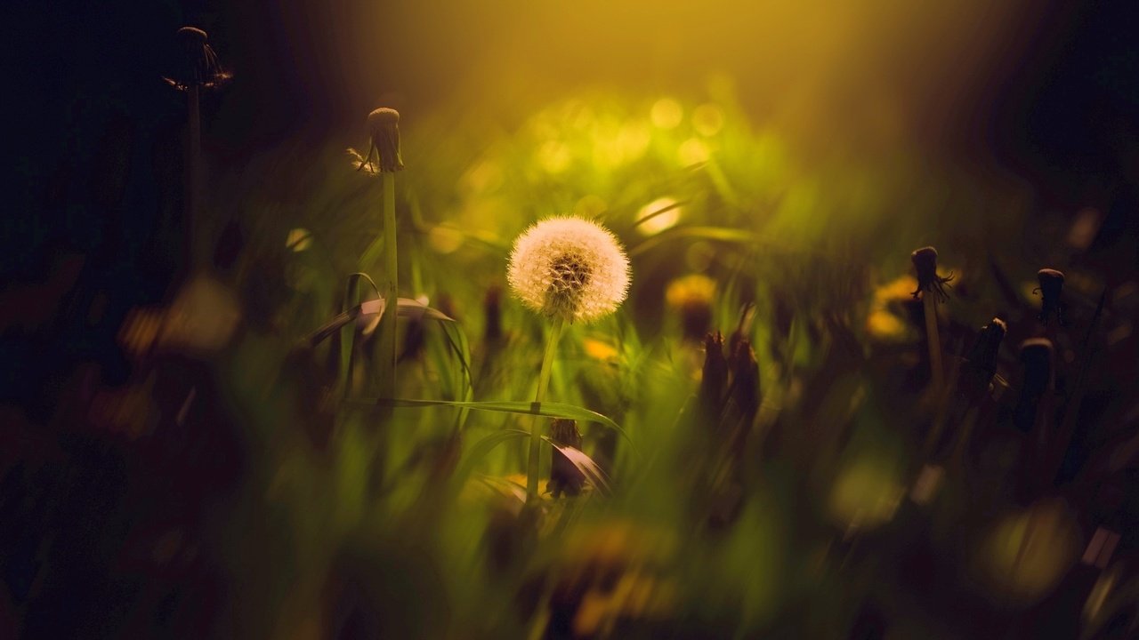 Обои цветы, трава, луг, одуванчик, одуванчики, боке, flowers, grass, meadow, dandelion, dandelions, bokeh разрешение 1938x1324 Загрузить