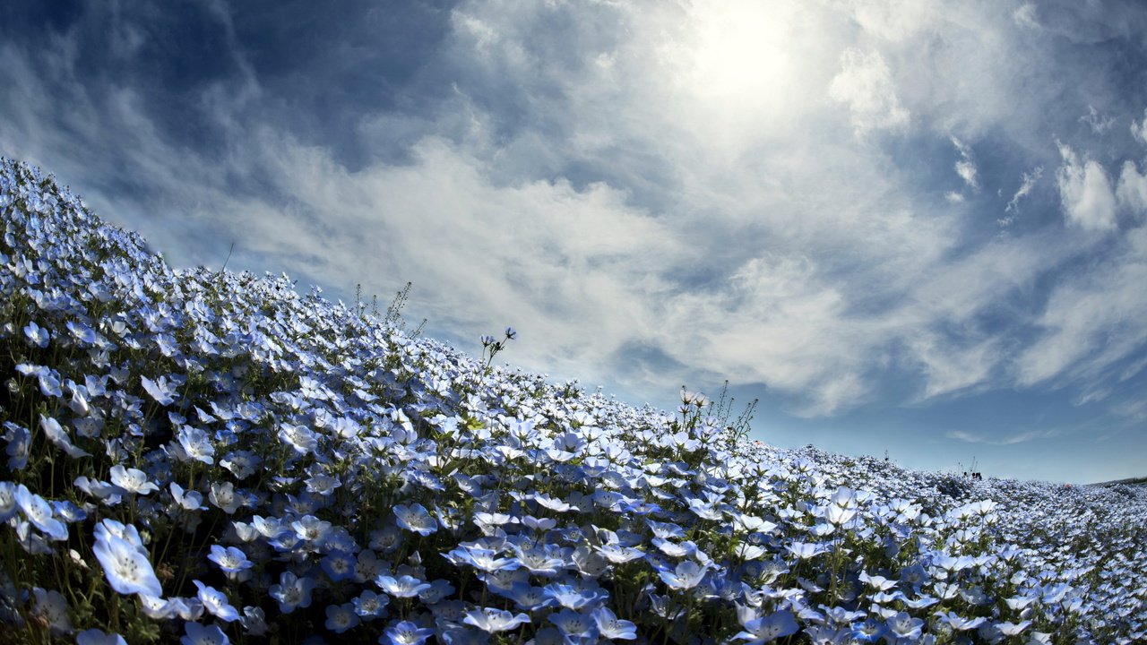 Обои небо, цветы, весна, немофила, вероника, the sky, flowers, spring, nemophila, veronica разрешение 2560x1600 Загрузить