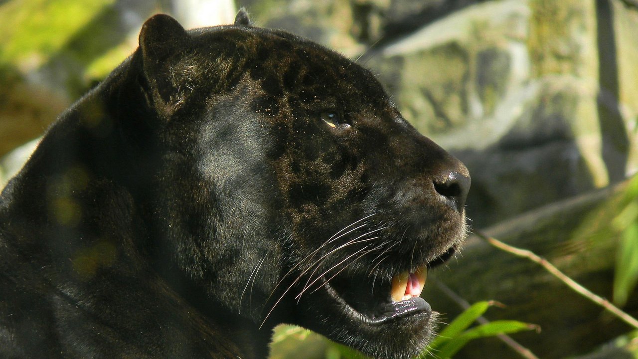 Обои морда, кошка, взгляд, профиль, пантера, черный ягуар, face, cat, look, profile, panther, black jaguar разрешение 1920x1440 Загрузить
