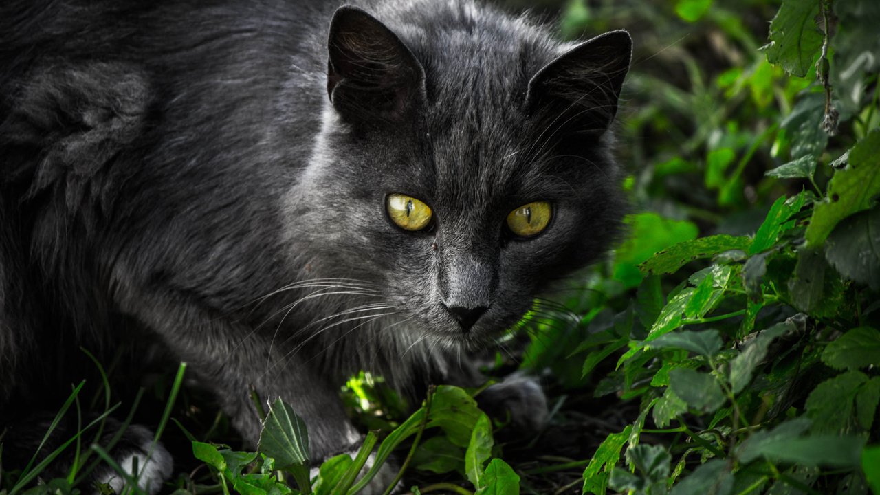 Обои глаза, трава, кот, мордочка, усы, кошка, взгляд, eyes, grass, cat, muzzle, mustache, look разрешение 2048x1365 Загрузить