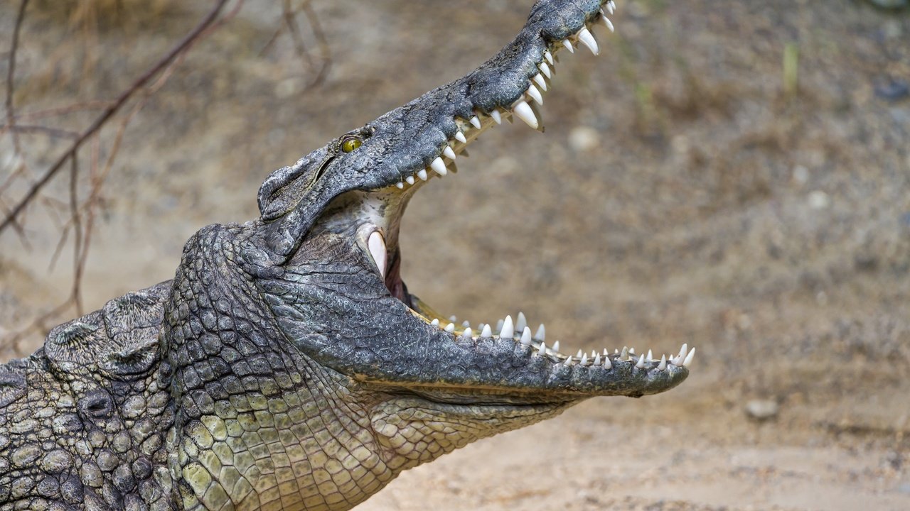 Обои зубы, крокодил, пасть, рептилия, © tambako jaguar, teeth, crocodile, mouth, reptile, © tambako the jaguar разрешение 2876x1800 Загрузить