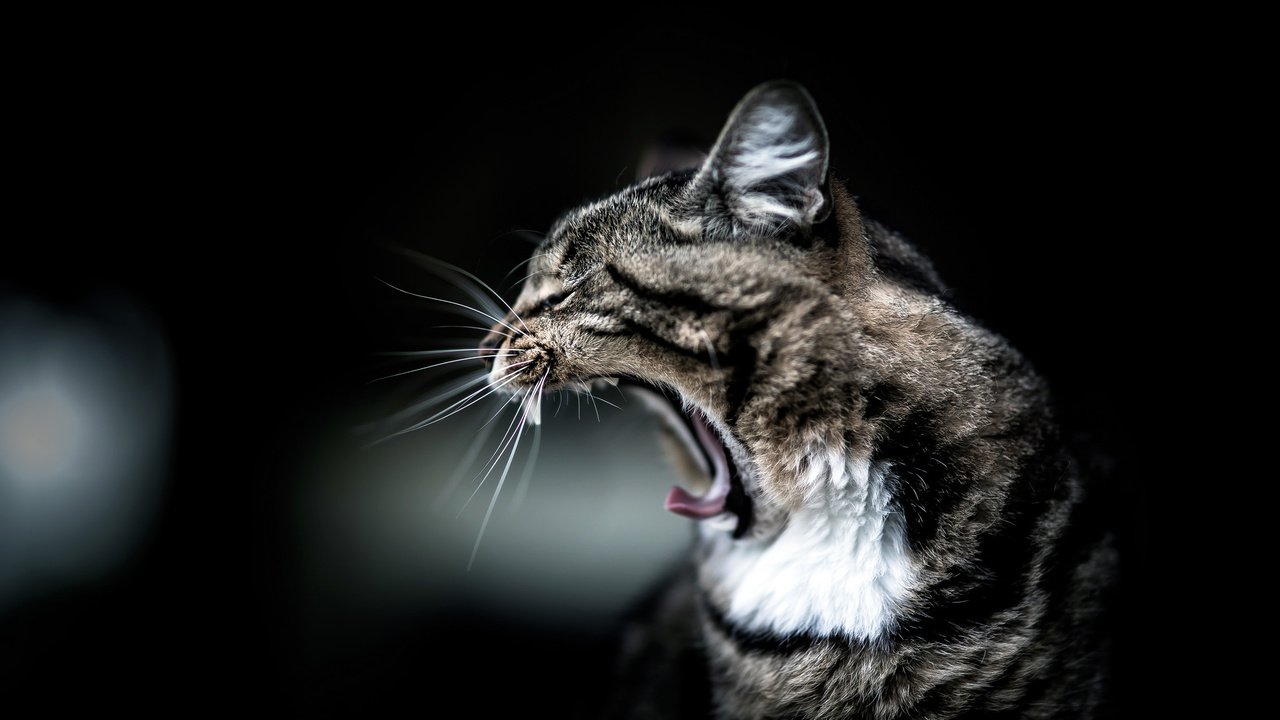 Обои кот, мордочка, кошка, профиль, уши, зевает, cat, muzzle, profile, ears, yawns разрешение 2048x1365 Загрузить