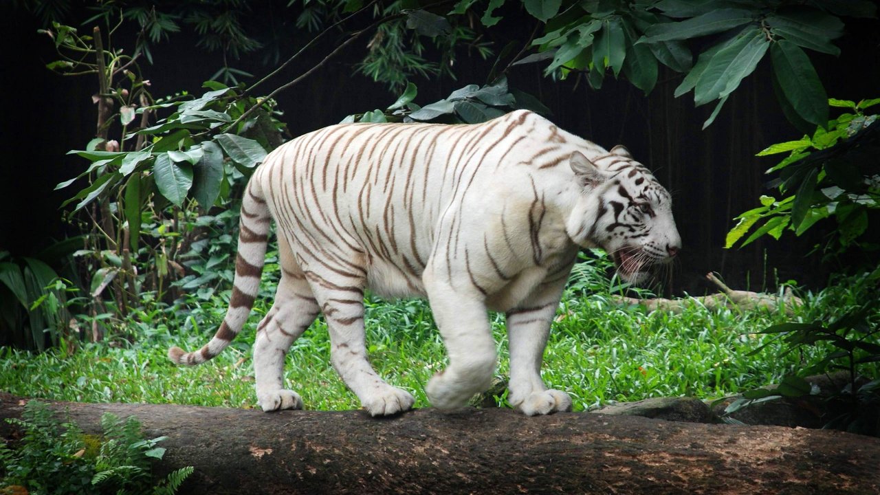 Обои тигр, дикая кошка, белый тигр, tiger, wild cat, white tiger разрешение 2560x1600 Загрузить