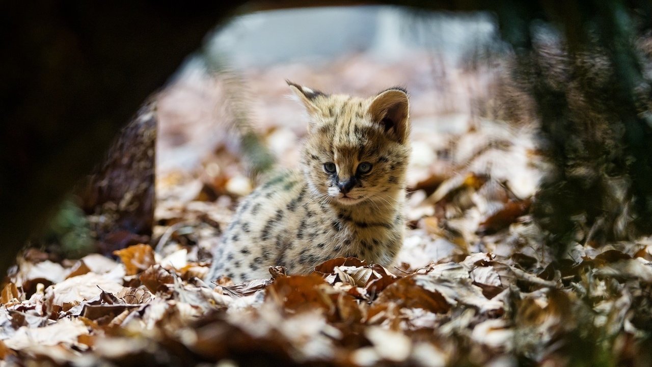 Обои листва, уши, малыш, дикая кошка, детеныш, сервал, кустарниковая кошка, foliage, ears, baby, wild cat, cub, serval, bush cat разрешение 2048x1363 Загрузить