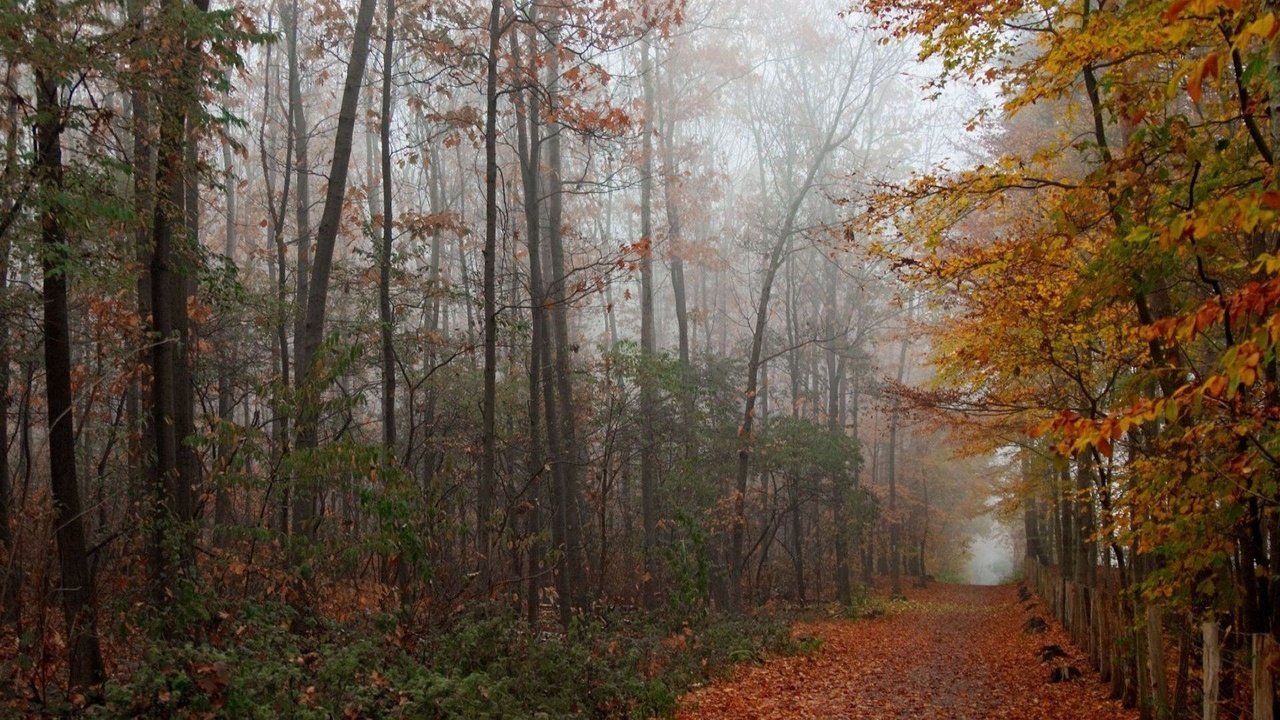 Обои дорога, деревья, лес, парк, листва, осень, аллея, road, trees, forest, park, foliage, autumn, alley разрешение 1920x1080 Загрузить