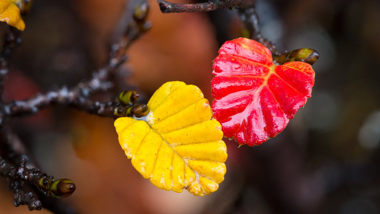 Обои ветка, листья, макро, осень, branch, leaves, macro, autumn разрешение 2048x1365 Загрузить