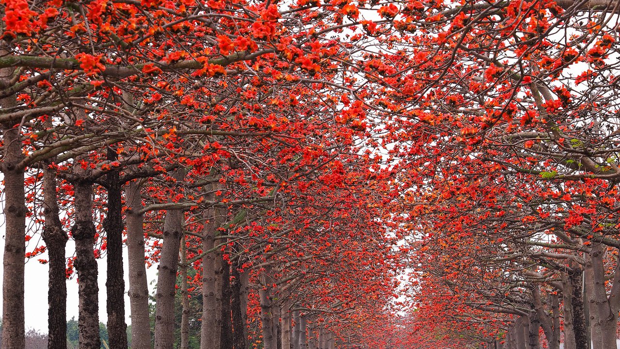 Обои деревья, природа, парк, осень, аллея, trees, nature, park, autumn, alley разрешение 2048x1362 Загрузить