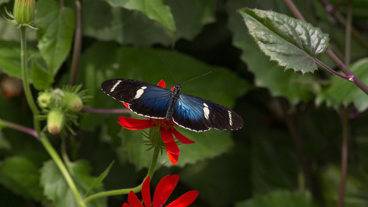 Обои листья, насекомое, цветок, бабочка, крылья, растение, leaves, insect, flower, butterfly, wings, plant разрешение 2048x1365 Загрузить