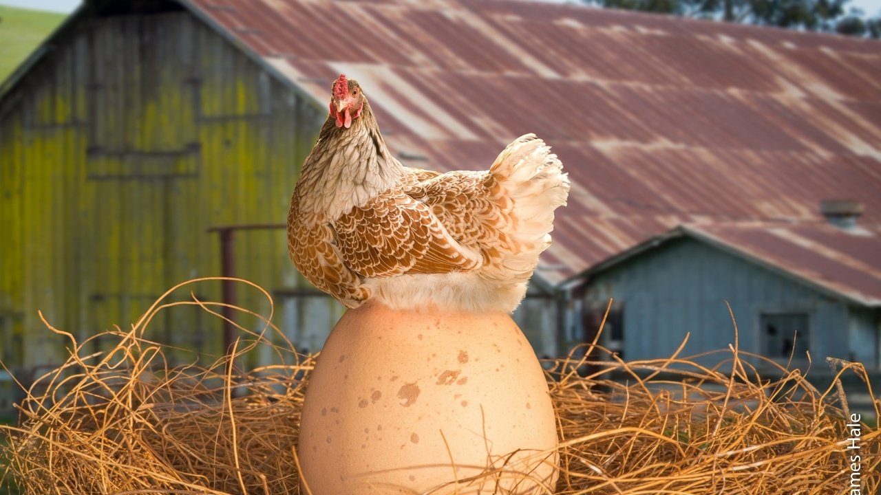 Обои курица, вот это яйко, chicken, this is yayko разрешение 1920x1200 Загрузить