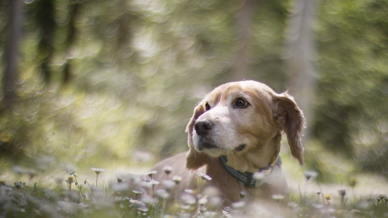 Обои цветы, мордочка, взгляд, собака, размытость, ошейник, flowers, muzzle, look, dog, blur, collar разрешение 2560x1600 Загрузить