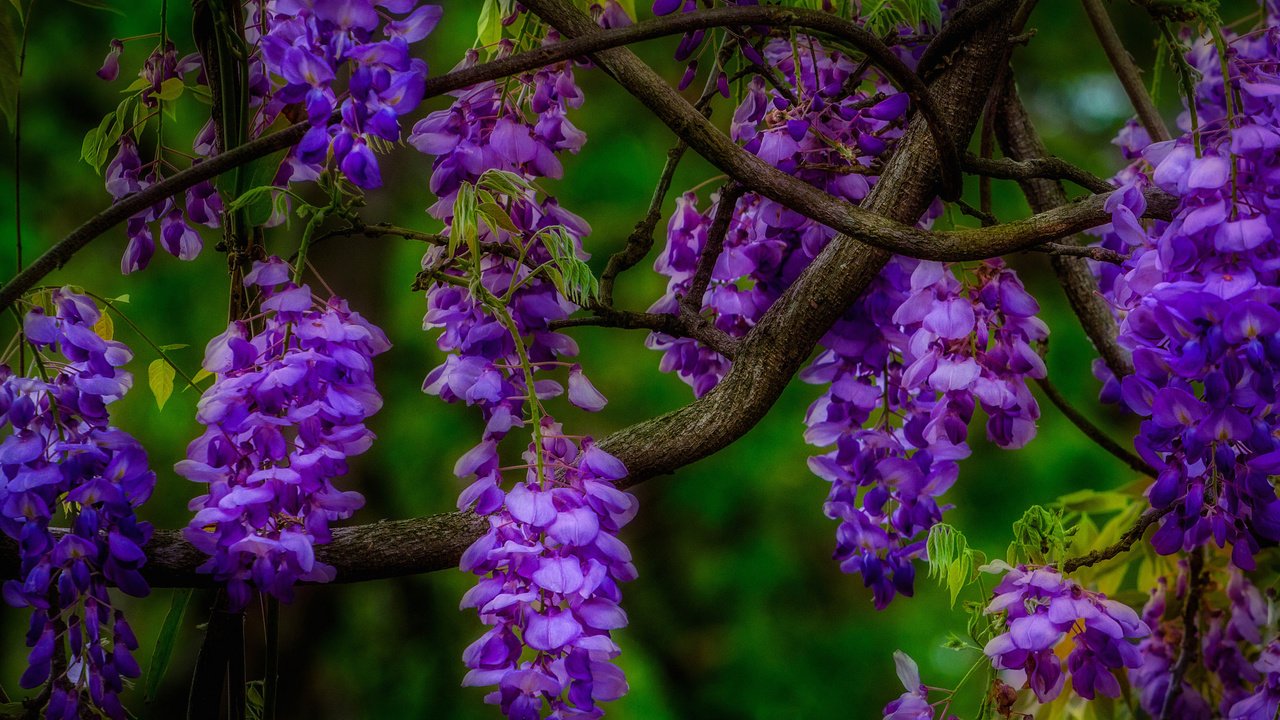 Обои цветы, природа, макро, ветки, соцветия, глициния, вистерия, flowers, nature, macro, branches, inflorescence, wisteria разрешение 2048x1299 Загрузить