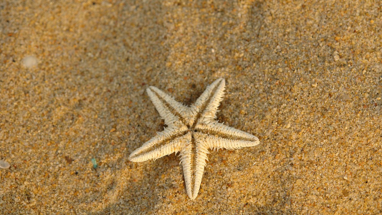 Обои макро, песок, сухая, морская звезда, подводный мир, macro, sand, dry, starfish, underwater world разрешение 1920x1200 Загрузить