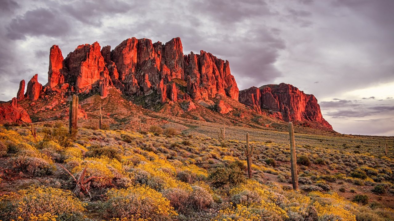 Обои цветы, горы, скалы, пустыня, аризона, кактусы, flowers, mountains, rocks, desert, az, cacti разрешение 1920x1200 Загрузить