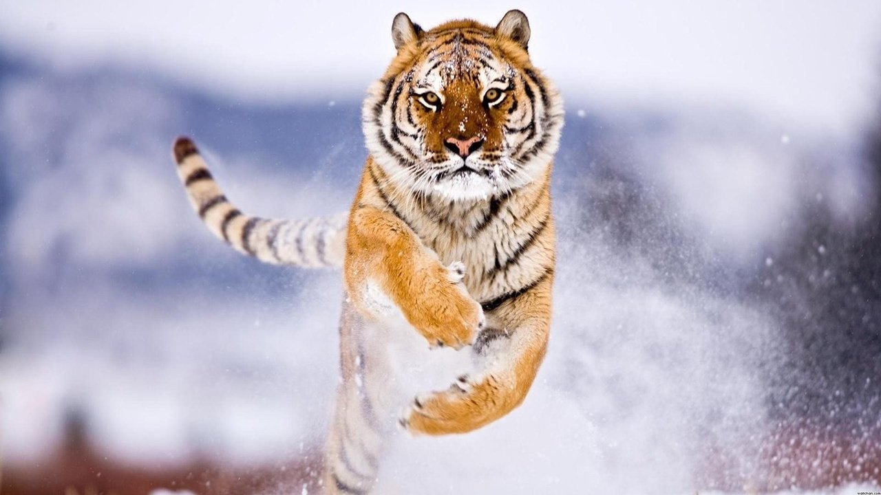 Обои тигр, снег, зима, прыжок, хищник, большие кошки, tiger, snow, winter, jump, predator, big cats разрешение 1920x1080 Загрузить