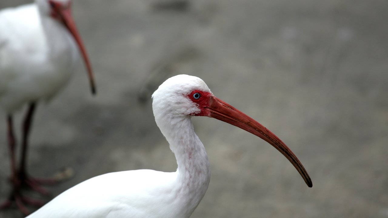 Обои птицы, клюв, перья, глаз, шея, ибис, birds, beak, feathers, eyes, neck, ibis разрешение 3104x2072 Загрузить