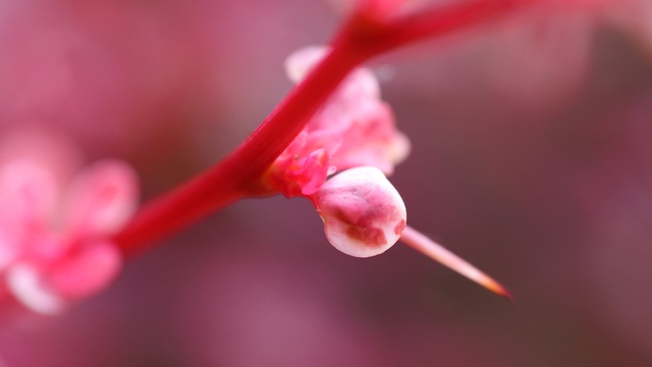 Обои свет, цветок, розовый, растение, light, flower, pink, plant разрешение 3504x2336 Загрузить