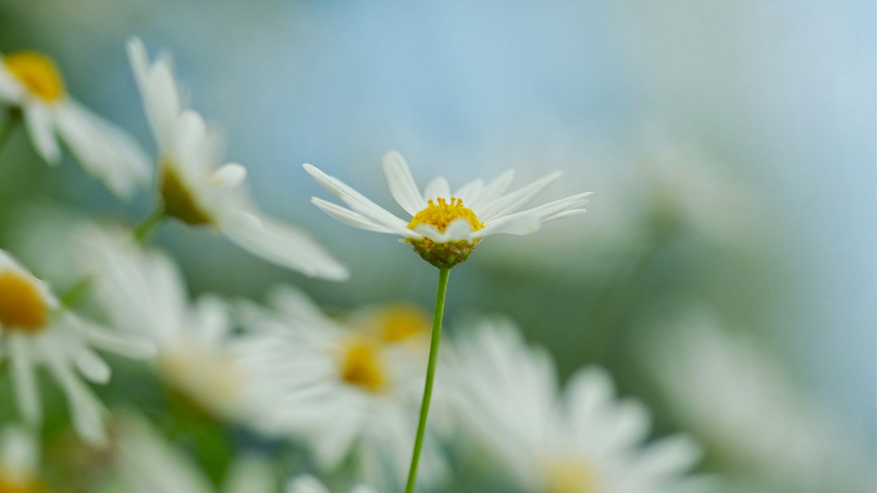 Обои цветы, поле, лепестки, размытость, ромашки, белые, flowers, field, petals, blur, chamomile, white разрешение 2048x1403 Загрузить