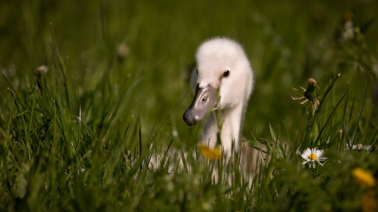 Обои цветы, трава, птица, клюв, перья, лебедь, детеныш, flowers, grass, bird, beak, feathers, swan, cub разрешение 1920x1200 Загрузить