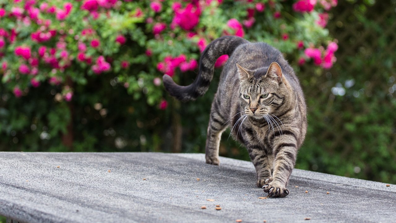 Обои цветы, кот, лето, кошка, когти, полосатый, flowers, cat, summer, claws, striped разрешение 2048x1152 Загрузить