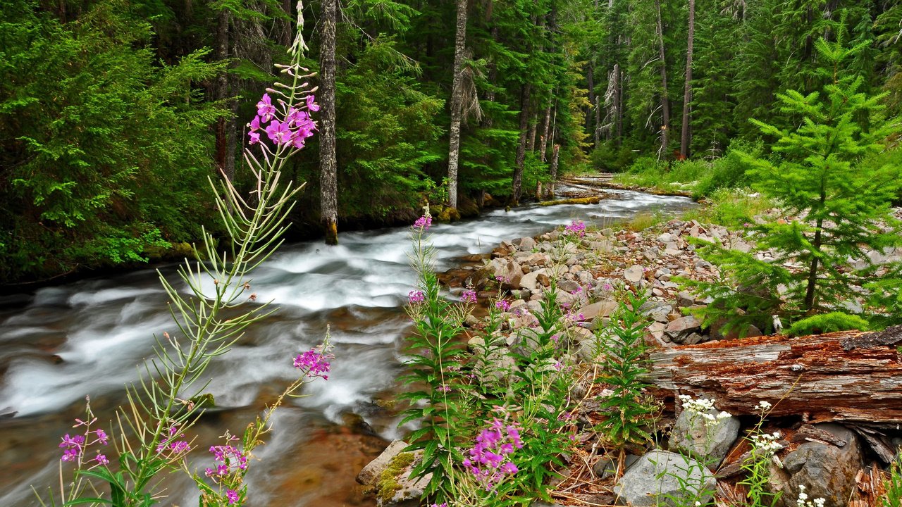 Обои цветы, деревья, река, природа, камни, лес, поток, бревно, flowers, trees, river, nature, stones, forest, stream, log разрешение 2560x1600 Загрузить