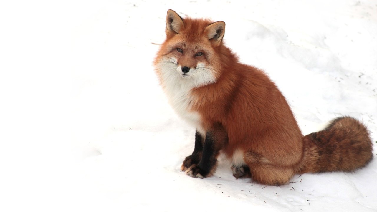 Обои снег, зима, взгляд, рыжая, лиса, лисица, snow, winter, look, red, fox разрешение 1920x1200 Загрузить