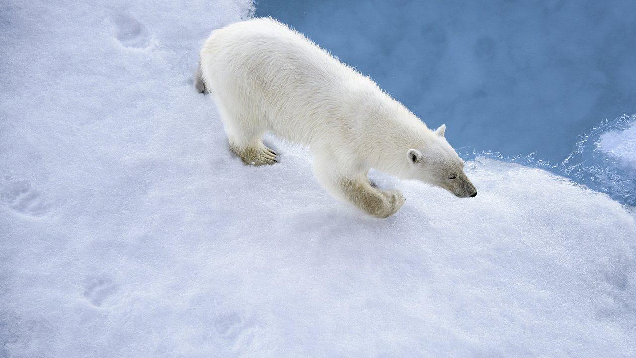 Обои снег, медведь, белый, следы, snow, bear, white, traces разрешение 2048x1416 Загрузить