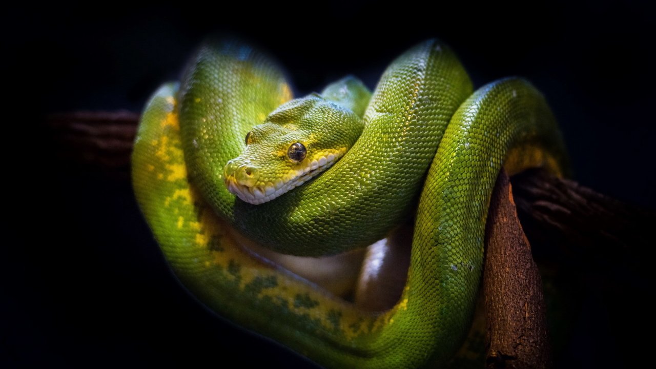 Обои природа, фон, змея, зеленая, древесная, nature, background, snake, green, wood разрешение 1920x1200 Загрузить