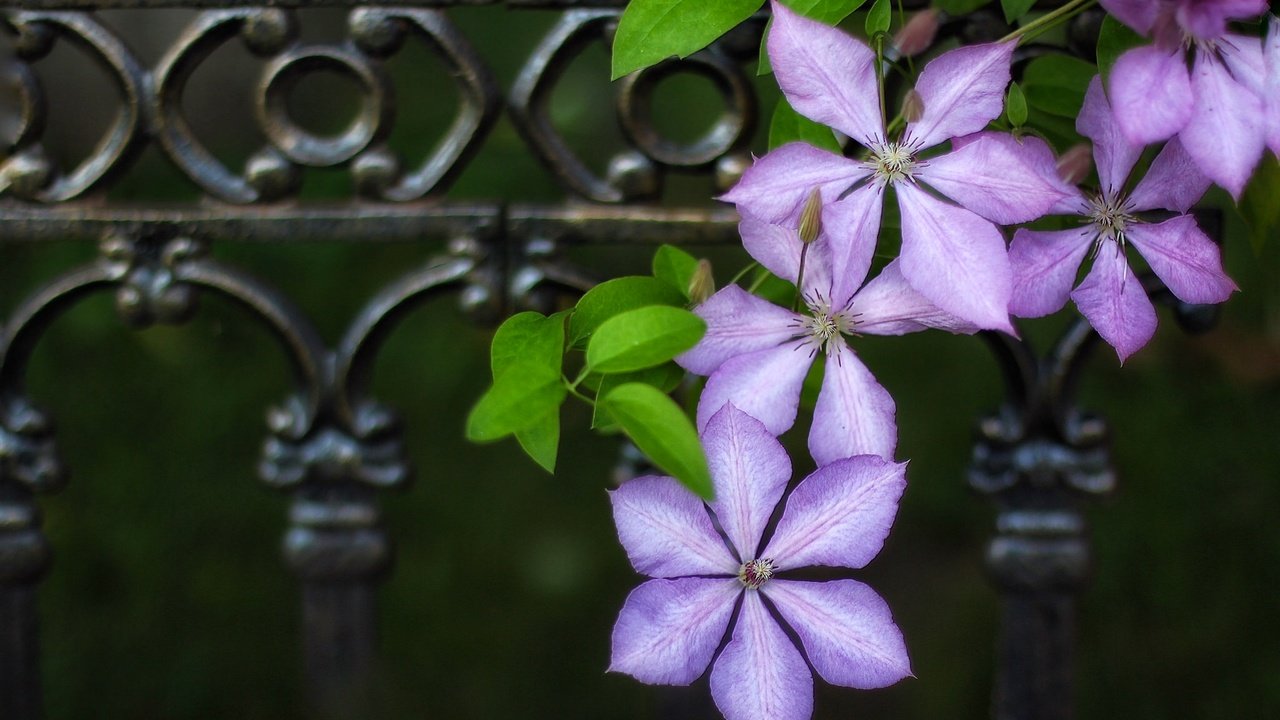 Обои цветы, макро, забор, ограда, клематис, ломонос, flowers, macro, the fence, fence, clematis разрешение 2048x1366 Загрузить