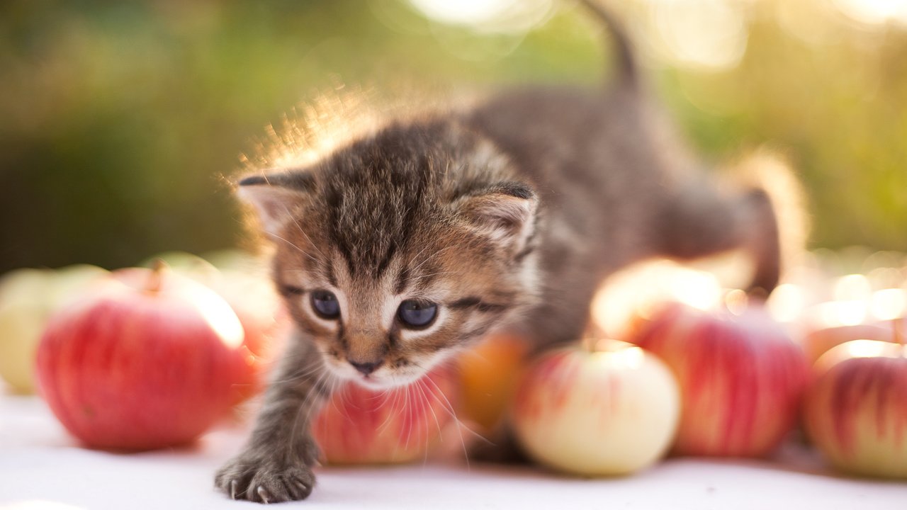 Обои яблоки, кошка, котенок, шагает, apples, cat, kitty, steps разрешение 3543x2362 Загрузить