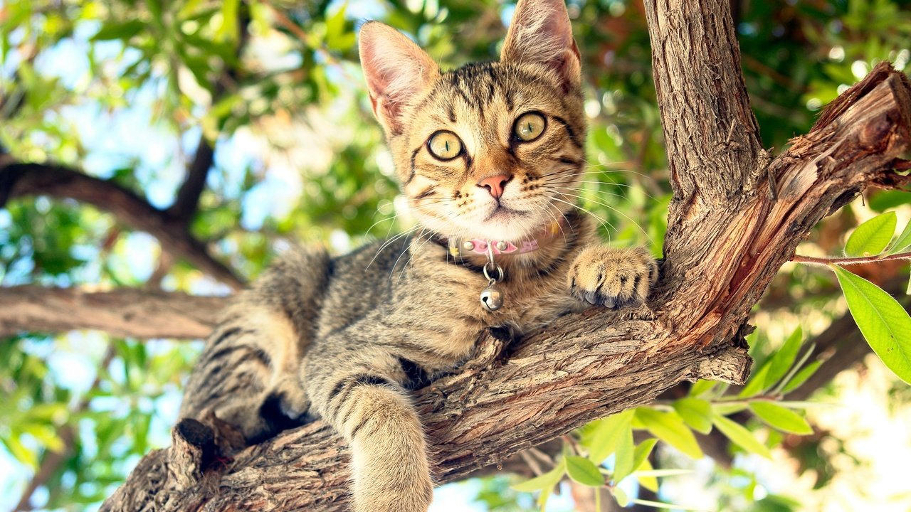 Обои дерево, кот, кошка, tree, cat разрешение 2880x1800 Загрузить