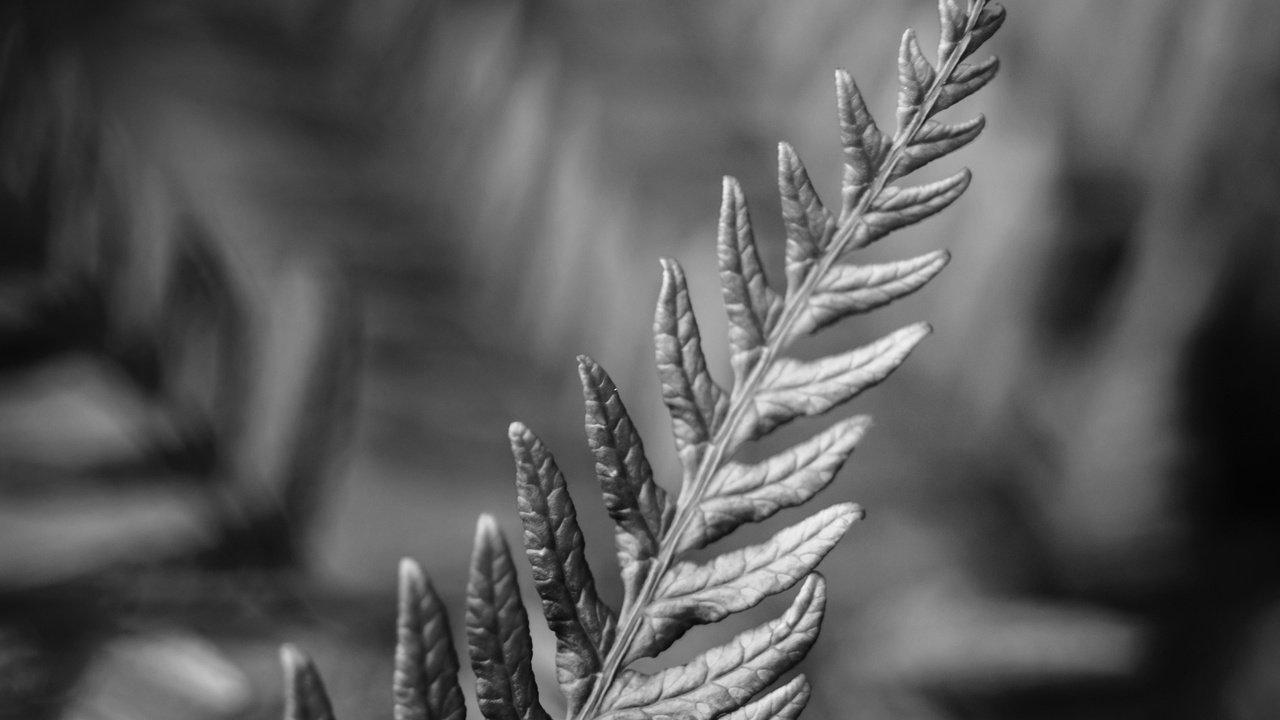 Обои макро, чёрно-белое, лист, растение, папоротник, macro, black and white, sheet, plant, fern разрешение 2160x1920 Загрузить