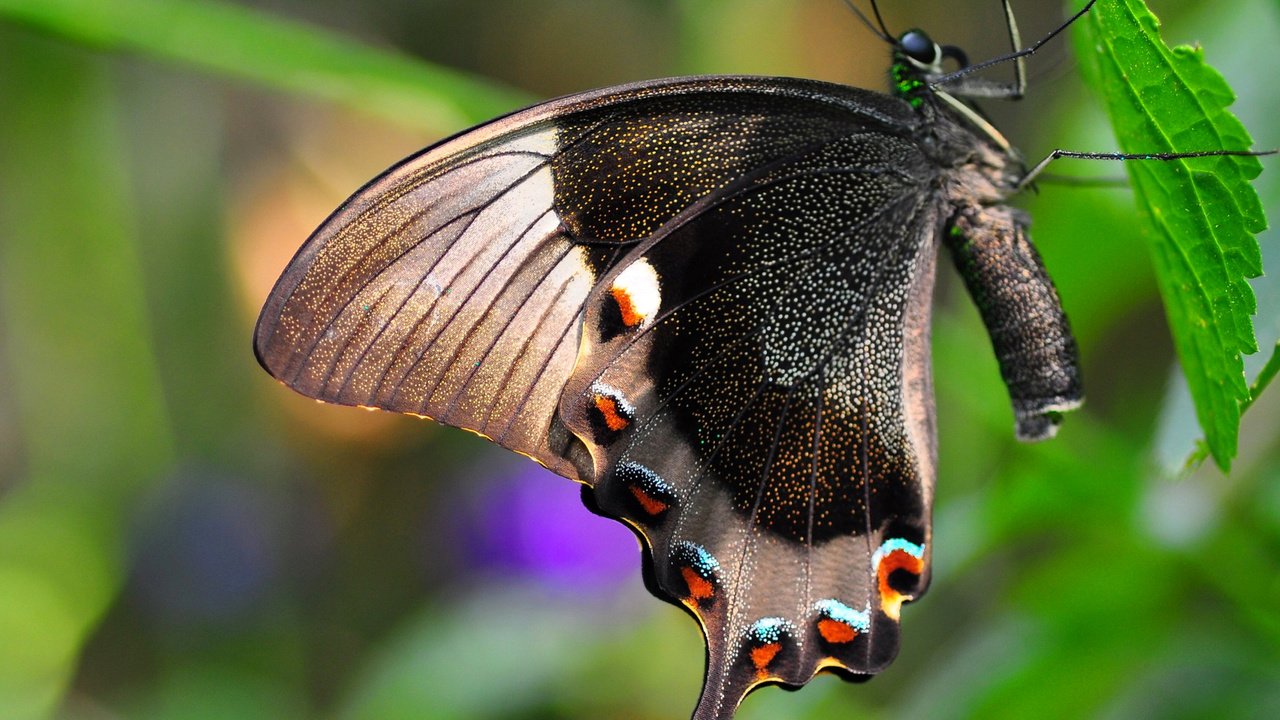 Обои природа, насекомое, бабочка, крылья, лист, мотылек, nature, insect, butterfly, wings, sheet, moth разрешение 1920x1080 Загрузить