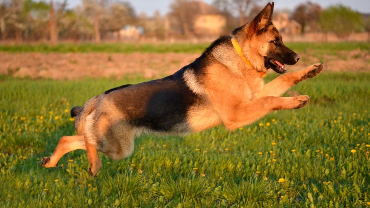 Обои собака, немецкая овчарка, dog, german shepherd разрешение 1920x1200 Загрузить
