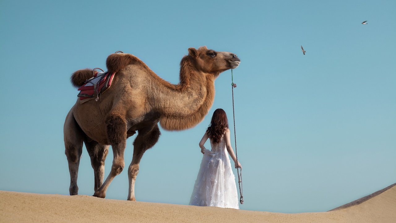 Обои девушка, животные, пустыня, верблюд, girl, animals, desert, camel разрешение 2880x1800 Загрузить